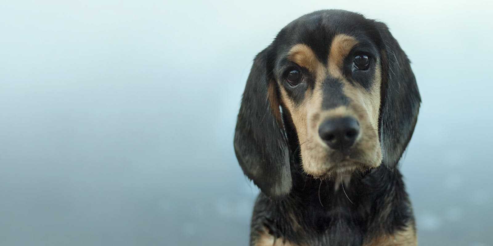 How To pick an individual from a litter